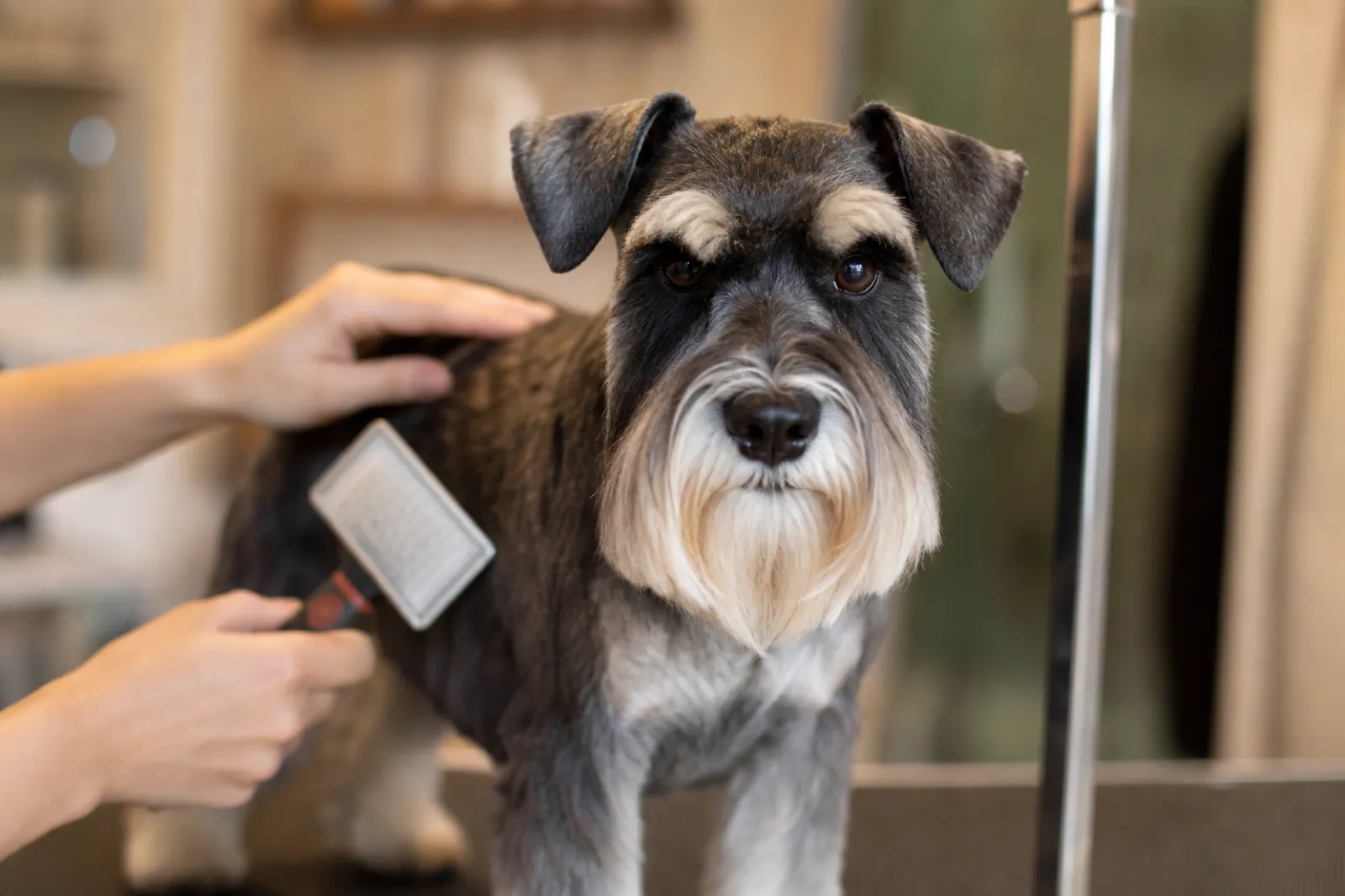 Schnauzer mini siendo cepillado en la mesa de peluqueria