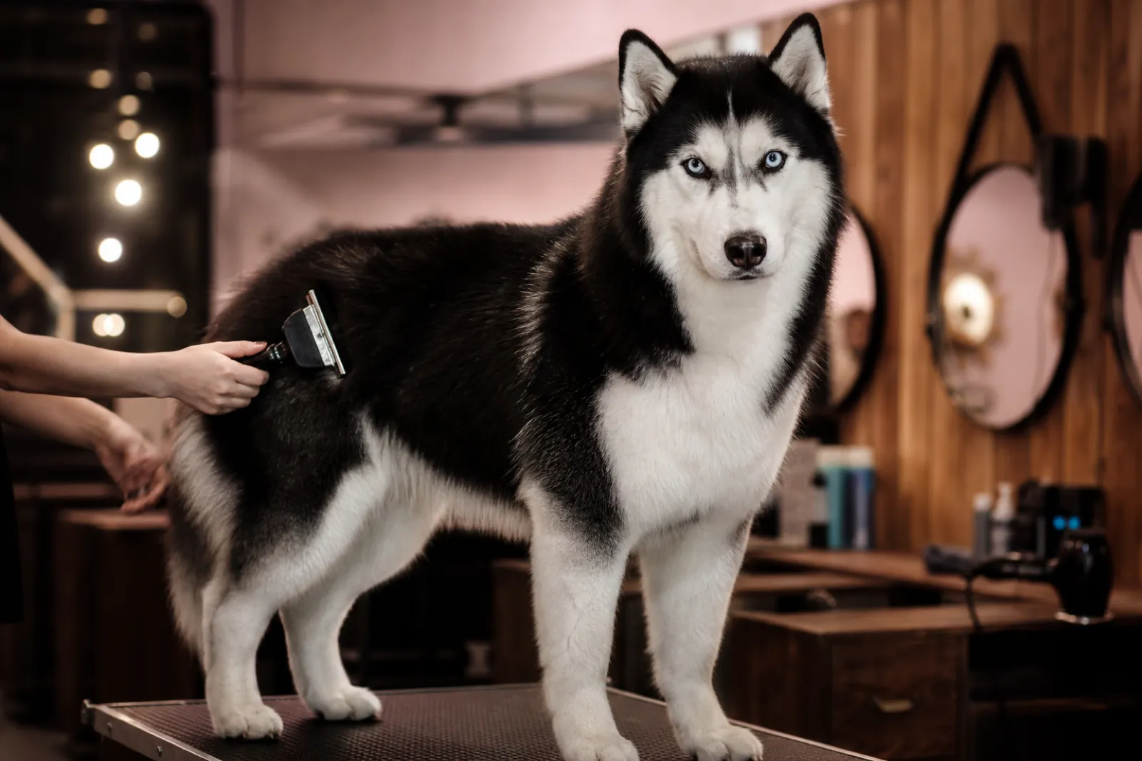 Husky siberiano grande siendo cepillado en sesion de aseo